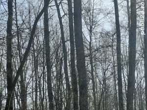 Schimb sau vand Pamant Arabil cu Auto,Apartament , Teren Intravilan — miniatura 8