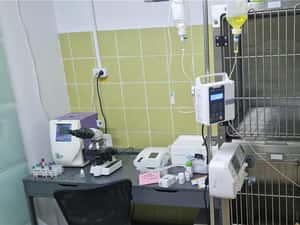 Joyvet - Cabinet Veterinar Sector 3 — miniatura 8