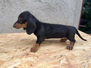 teckel Dachshund — miniatura 2