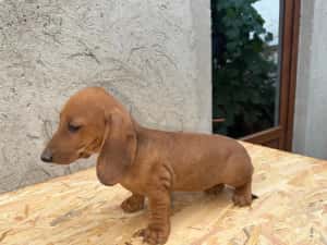 teckel Dachshund — miniatura 3