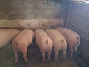 Vând porci 100-120 kg — miniatura 3