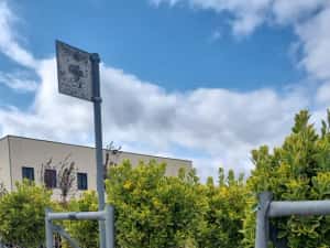 Leylandi pon pon- spirale- globulari- photinia