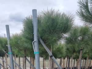 Leylandi pon pon- spirale- globulari- photinia — miniatura 2