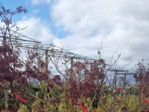 Leylandi pon pon- spirale- globulari- photinia — miniatura 3