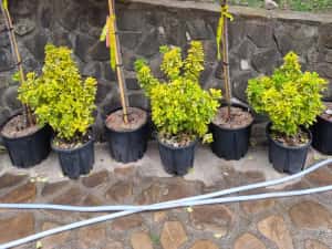 Leylandi pon pon- spirale- globulari- photinia — miniatura 4