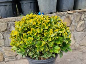 Leylandi pon pon- spirale- globulari- photinia — miniatura 5