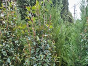 Leylandi pon pon- spirale- globulari- photinia — miniatura 6