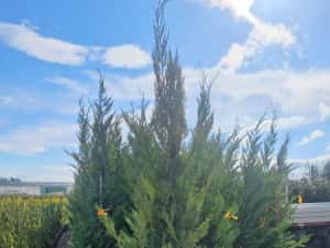 Leylandi pon pon- spirale- globulari- photinia — miniatura 7