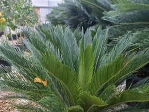 Leylandi pon pon- spirale- globulari- photinia — miniatura 8