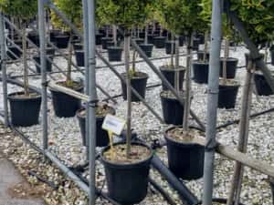 Leylandi pon pon- spirale- globulari- photinia — miniatura 9