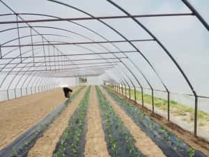 Solarii montabile ușor  pentru legume sau flori  ieftine — miniatura 8
