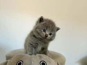 British Shorthair Blue — miniatura 3