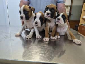 Catei Boxer