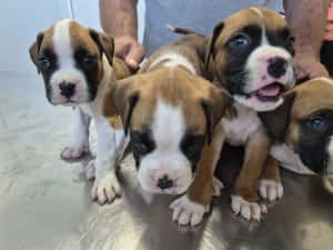 Catei Boxer — miniatura 2
