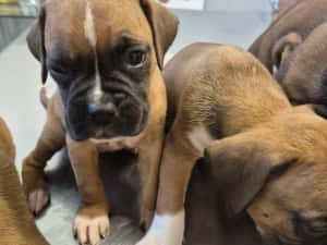 Catei Boxer — miniatura 3