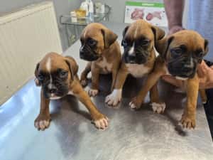 Catei Boxer — miniatura 4