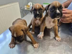 Catei Boxer — miniatura 5
