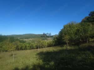 5,6 ha terenuri si padure in Criscior — miniatura 6