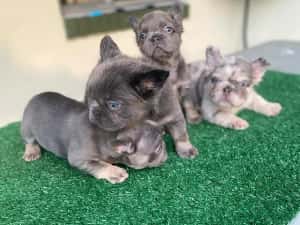 Cel mai bun prieten de care ai nevoie, bulldogul francez — miniatura 2