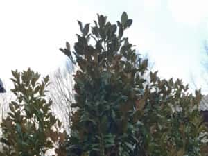 Magnolie grandiflora copac — miniatura 2