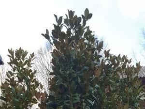 Magnolie grandiflora copac — miniatura 6