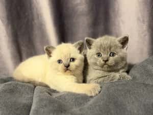 British shorthair blue colorpoint