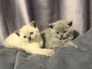 British shorthair blue colorpoint — miniatura 2