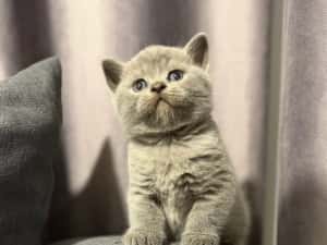 British shorthair blue colorpoint — miniatura 3