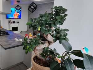 Apartament 3 camere Republicii Mega Image — miniatura 3