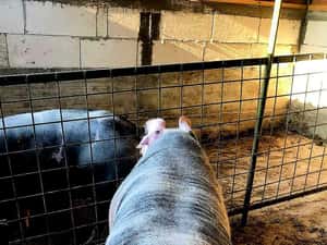 Monta Pietrain Belgian rasa pura material seminal