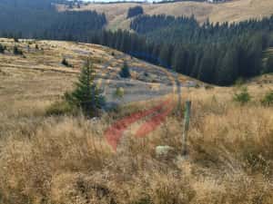 Teren de vanzare in Horezu/Bolca Pietrele Scrise/Valcea