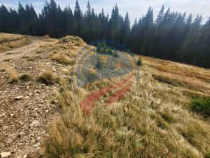 Teren de vanzare in Horezu/Bolca Pietrele Scrise/Valcea — miniatura 6