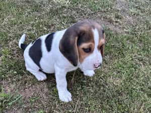 Catei beagle tricolor, rasa pura