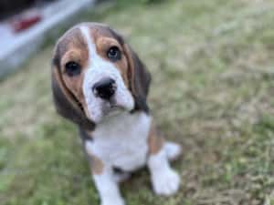 Catei beagle tricolor, rasa pura — miniatura 2