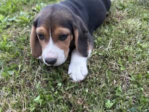 Catei beagle tricolor, rasa pura — miniatura 3