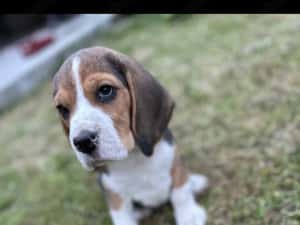 Catei beagle tricolor, rasa pura — miniatura 4