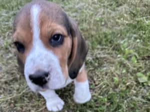 Catei beagle tricolor, rasa pura — miniatura 5