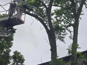 Taiere toaletare copaci evacure rezultat lemnos în tot Bucureștiul