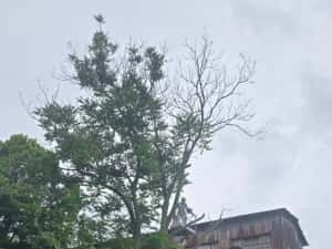 Taiere toaletare copaci evacure rezultat lemnos în tot Bucureștiul — miniatura 2