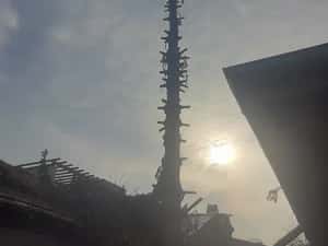 Taiere toaletare copaci evacure rezultat lemnos în tot Bucureștiul — miniatura 4