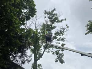 Taiere toaletare copaci evacure rezultat lemnos în tot Bucureștiul — miniatura 5