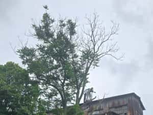 Taiere toaletare copaci evacure rezultat lemnos în tot Bucureștiul — miniatura 6