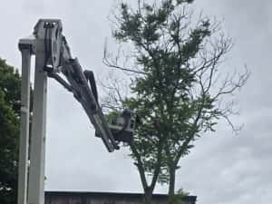 Taiere toaletare copaci evacure rezultat lemnos în tot Bucureștiul — miniatura 7