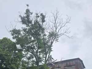 Taiere toaletare copaci evacure rezultat lemnos în tot Bucureștiul — miniatura 9