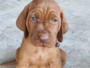 Căţeluşi "Vizsla maghiar " disponibil pentru rezervare