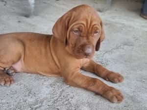 Căţeluşi "Vizsla maghiar " disponibil pentru rezervare — miniatura 2