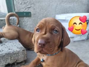 Căţeluşi "Vizsla maghiar " disponibil pentru rezervare — miniatura 3