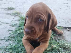 Căţeluşi "Vizsla maghiar " disponibil pentru rezervare — miniatura 4
