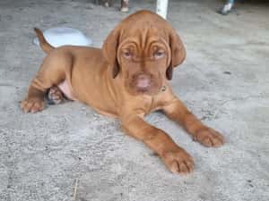 Căţeluşi "Vizsla maghiar " disponibil pentru rezervare — miniatura 5