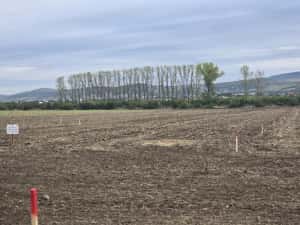 Teren Dancu cu deschidere la 2 drumuri + drum de 7 m privat — miniatura 7